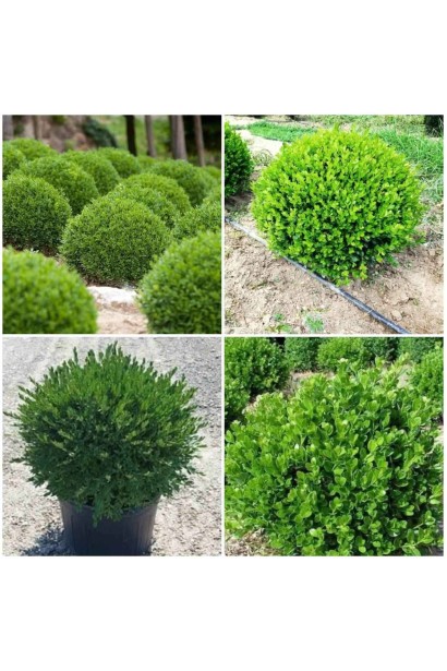 Самшит дрібнолистий Фолкнер